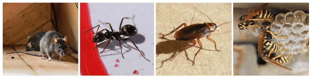 Professionnel dans la lutte anti nuisibles, de la dératisation et désinsectisation en Dordogne : intervention rapide contre rats, fourmis, blattes, frelons et guêpes.